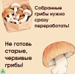 Информация по профилактике отравлений несовершеннолетних грибами в сезон активного сбора