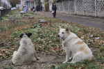 10 тысяч рублей взыскали в пользу укушенного собакой мужчины с ее хозяина в Киреевском районе Тульской области