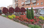 Более 10 тысяч растений высадят на улице Советской в Туле до конца октября