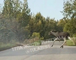 Тула Жесть