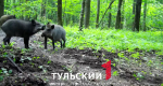 97 кабанов разрешили добыть в Тульской области